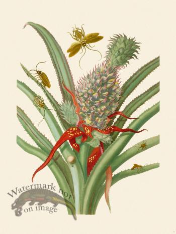 Merian Metamorphosis 01